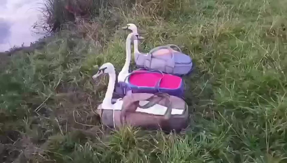   -    