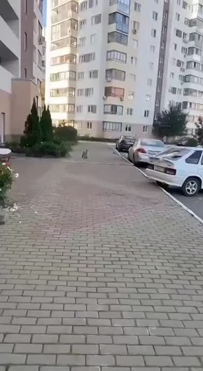   ,             