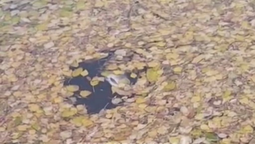 ̸           