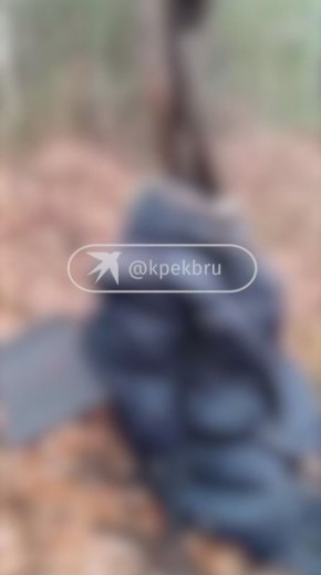 В лесах под Ивделем нашли обезглавленное тело женщины