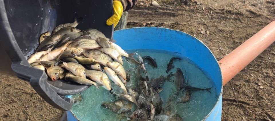 Более 24 тысяч мальков сазана выпустили в уральские водоёмы