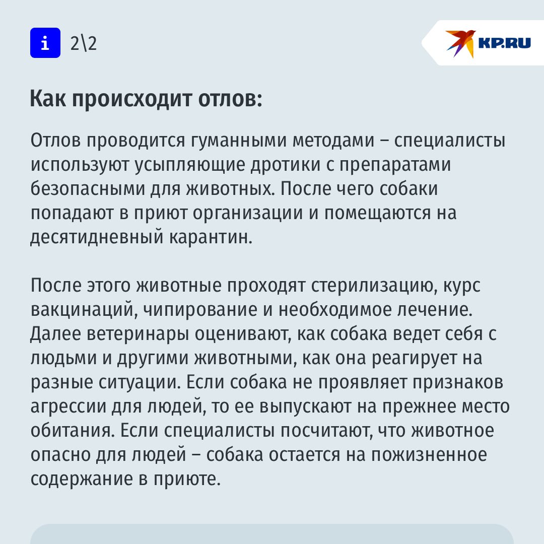 Куда обращаться, если в вашем районе обитают стаи агрессивных собак Куда обращаться, если в вашем районе обитают стаи агрессивных собак