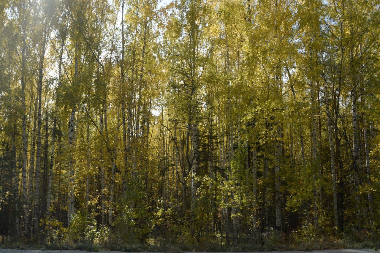 В Свердловской области ожидаются дожди и потепление в последние дни октября