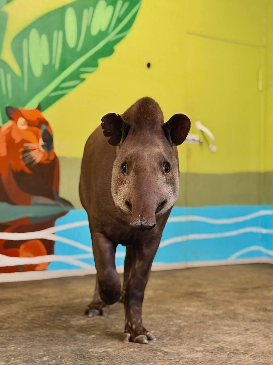 Видели когда-нибудь тапиров? А ведь один такой зверек обитает в зоопарке Екатеринбурга! Видели когда-нибудь тапиров? А ведь один такой зверек обитает в зоопарке Екатеринбурга!