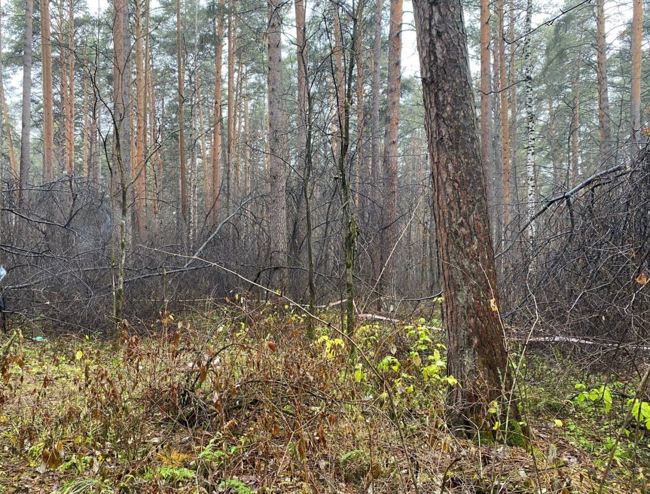С кольцом на пальце: обезглавленное тело женщины нашли в Юго-Западном лесопарке Екатеринбурга С кольцом на пальце: обезглавленное тело женщины нашли в Юго-Западном лесопарке Екатеринбурга