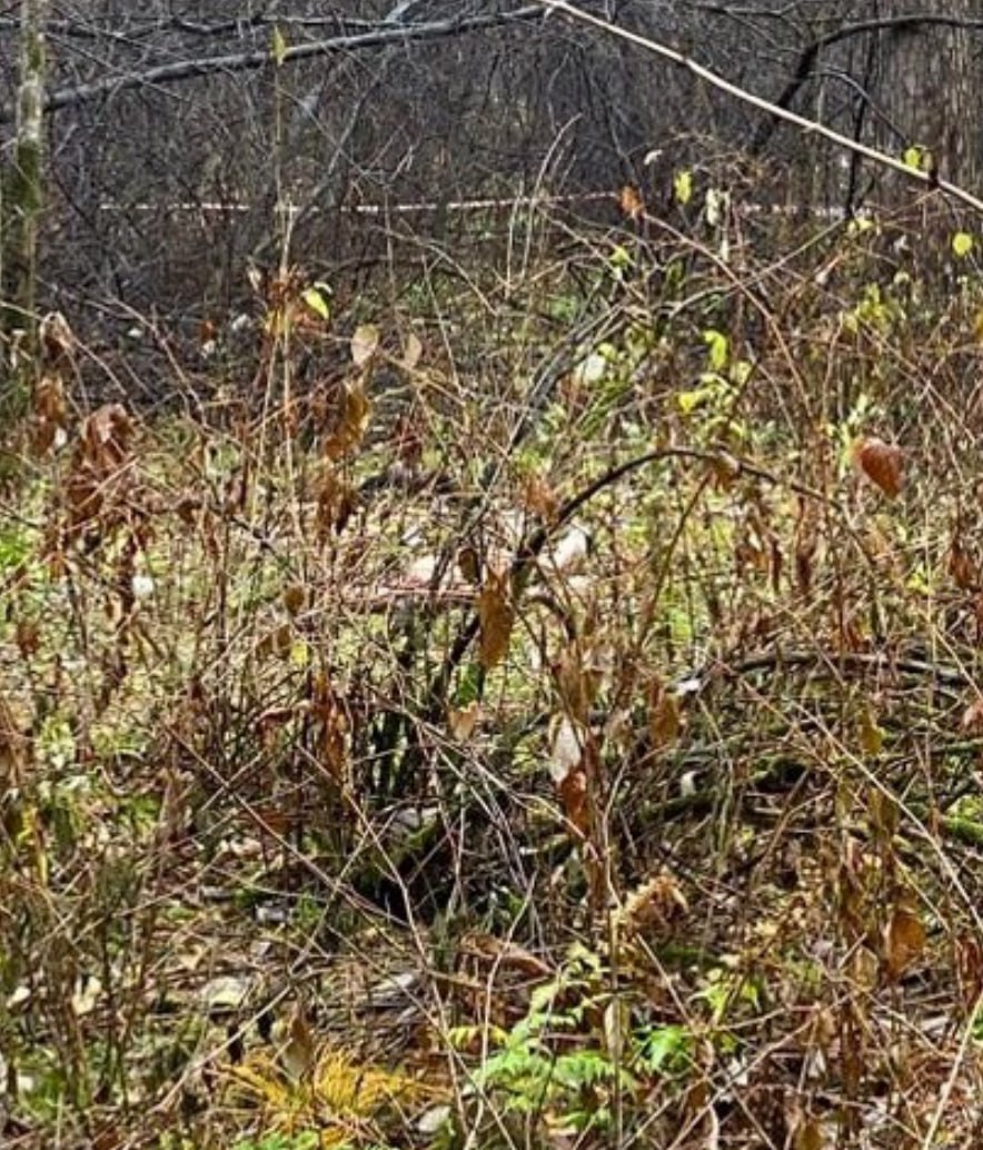 Голое тело женщины без головы обнаружили в Екатеринбурге