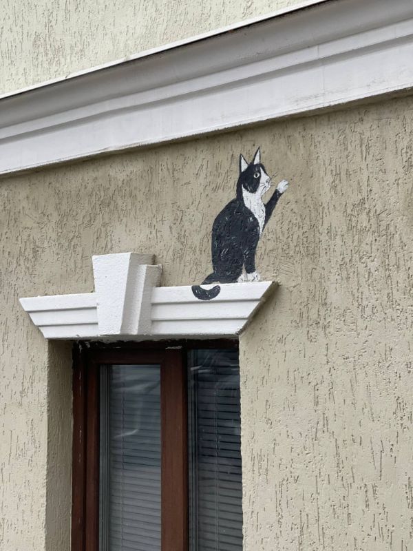 Два котика поселились в центре Екатеринбурга