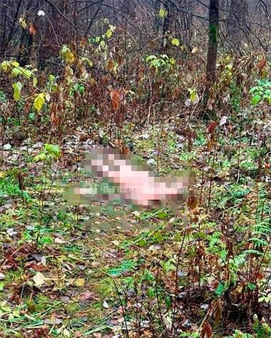 С кольцом на пальце: обезглавленное тело женщины нашли в Юго-Западном лесопарке Екатеринбурга