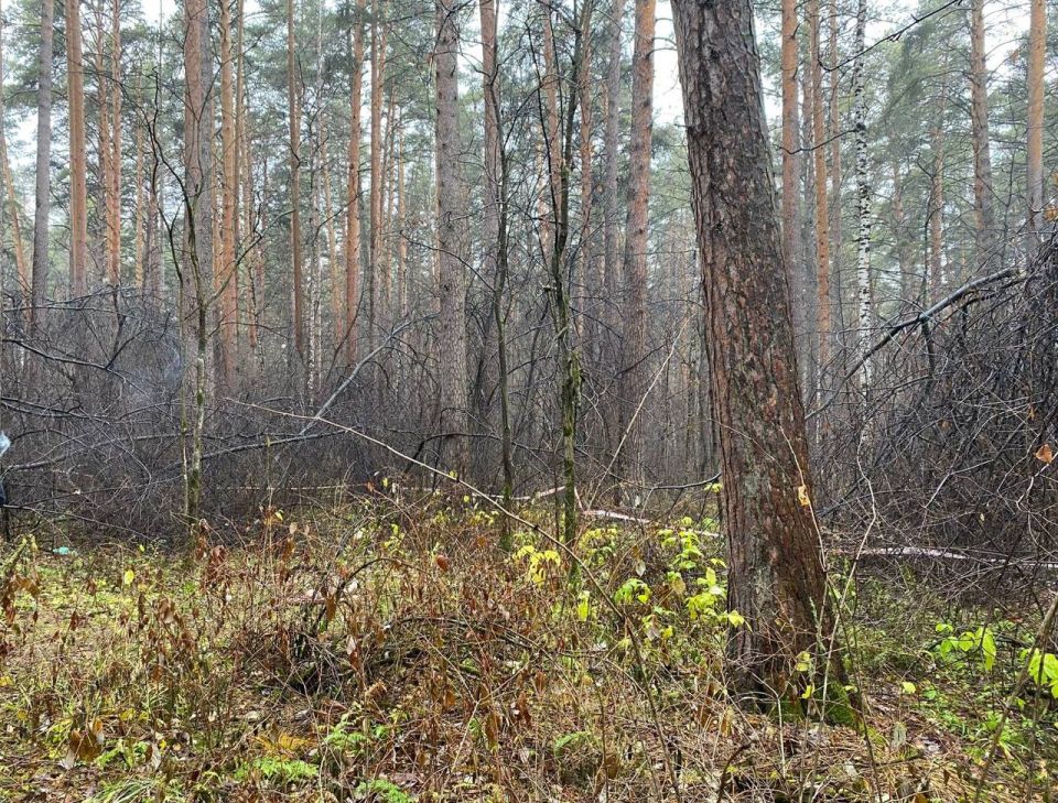 Второй обезглавленный труп за последние две недели нашли в Свердловской области