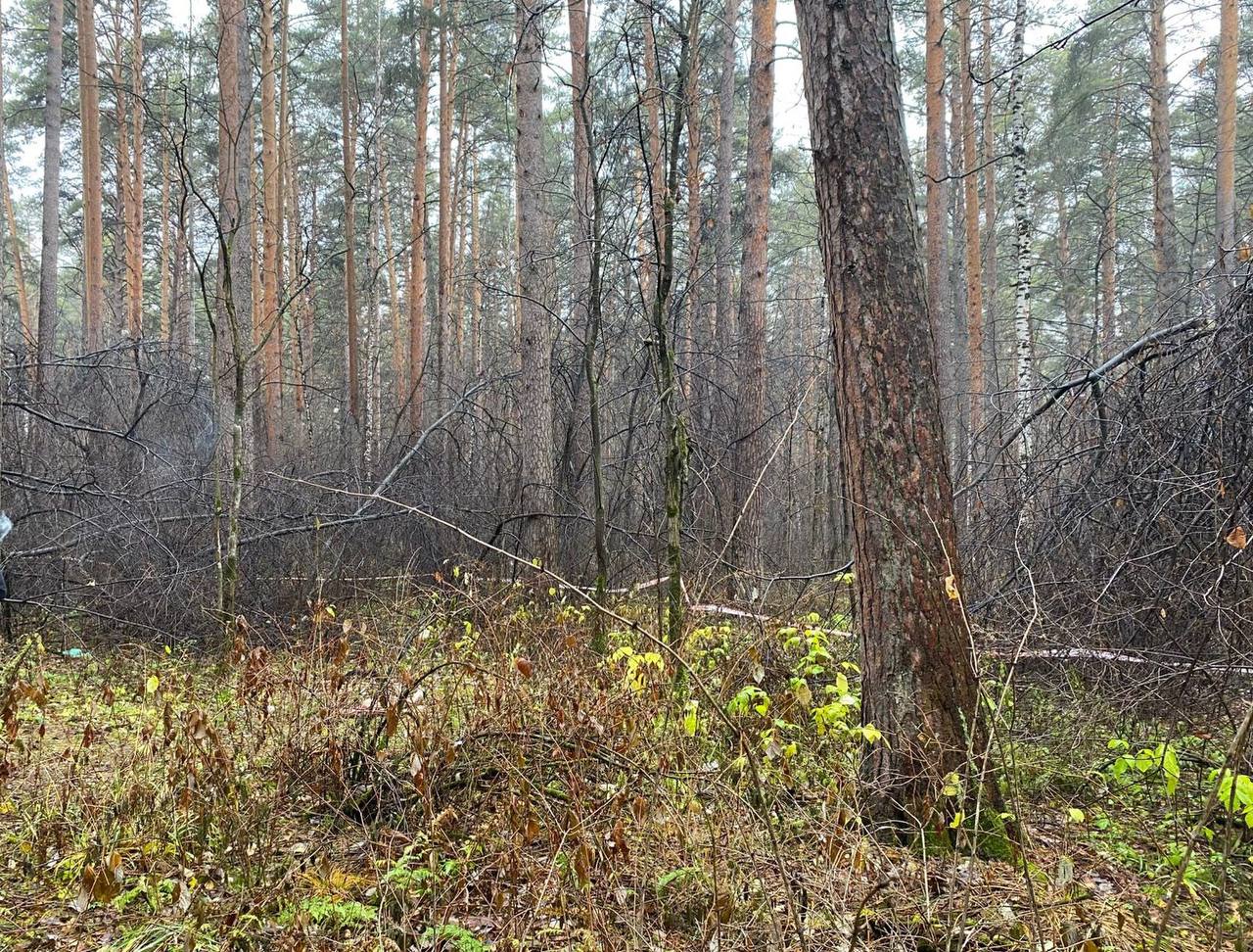 Второй обезглавленный труп за последние две недели нашли в Свердловской области