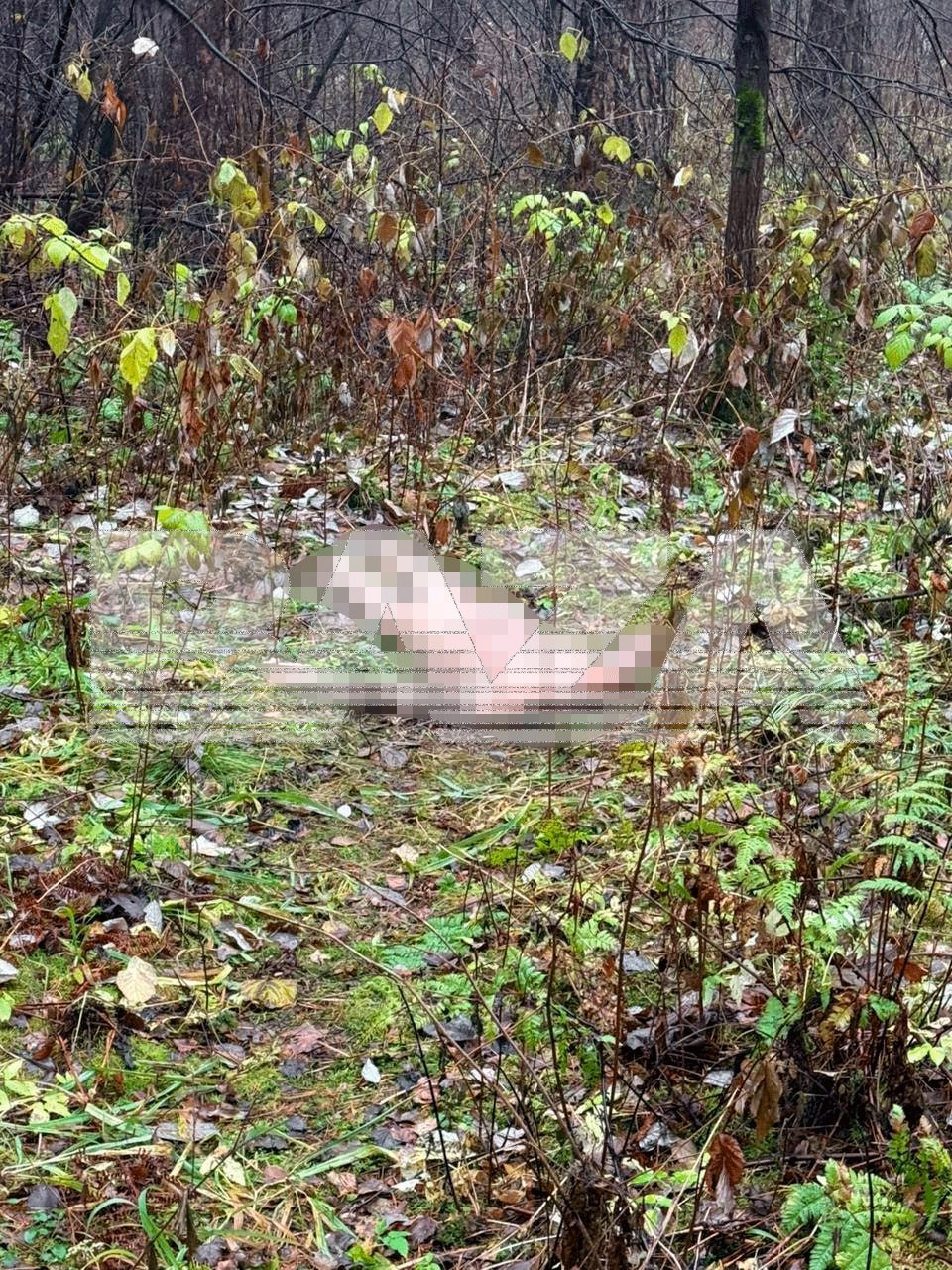 Голый обезглавленный труп женщины обнаружили в лесопарке Екатеринбурга