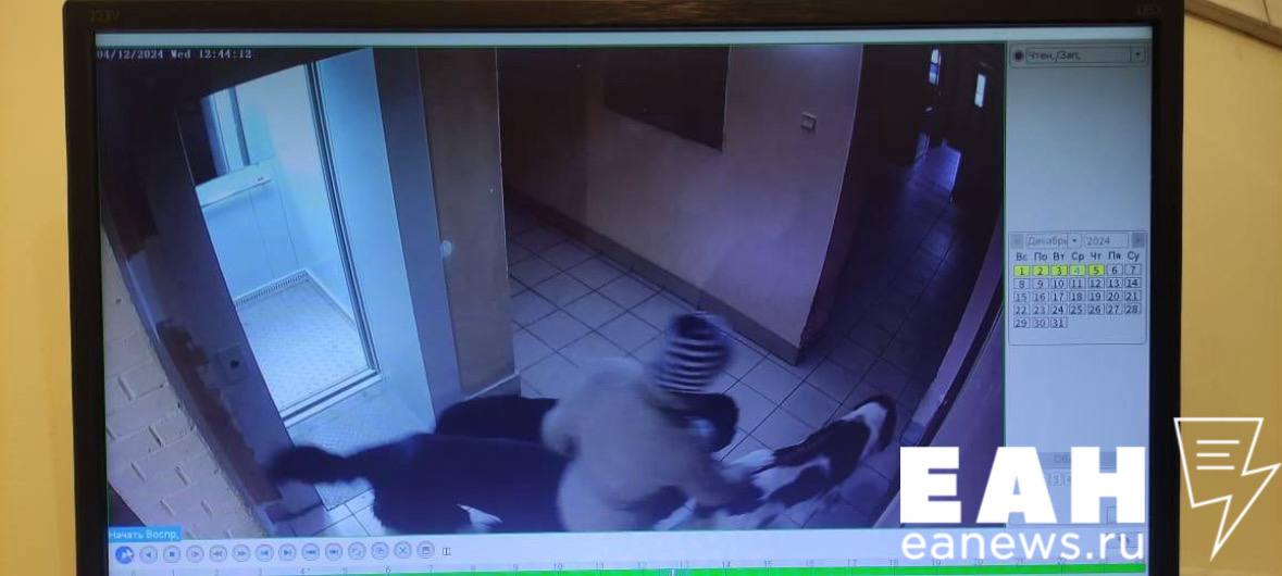 В одной из квартир многоэтажки на Фурманова жильцы устроили питомник с агрессивными собаками В одной из квартир многоэтажки на Фурманова жильцы устроили питомник с агрессивными собаками