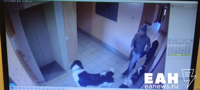 В одной из квартир многоэтажки на Фурманова жильцы устроили питомник с агрессивными собаками