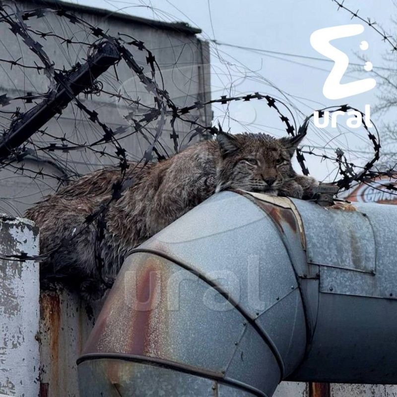 Рысь застряла в колючей проволоке в Челябинске