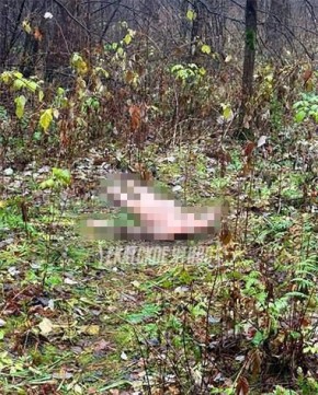 Сын обезглавил мать: голову от тела женщины в лесопарке Екатеринбурга нашли