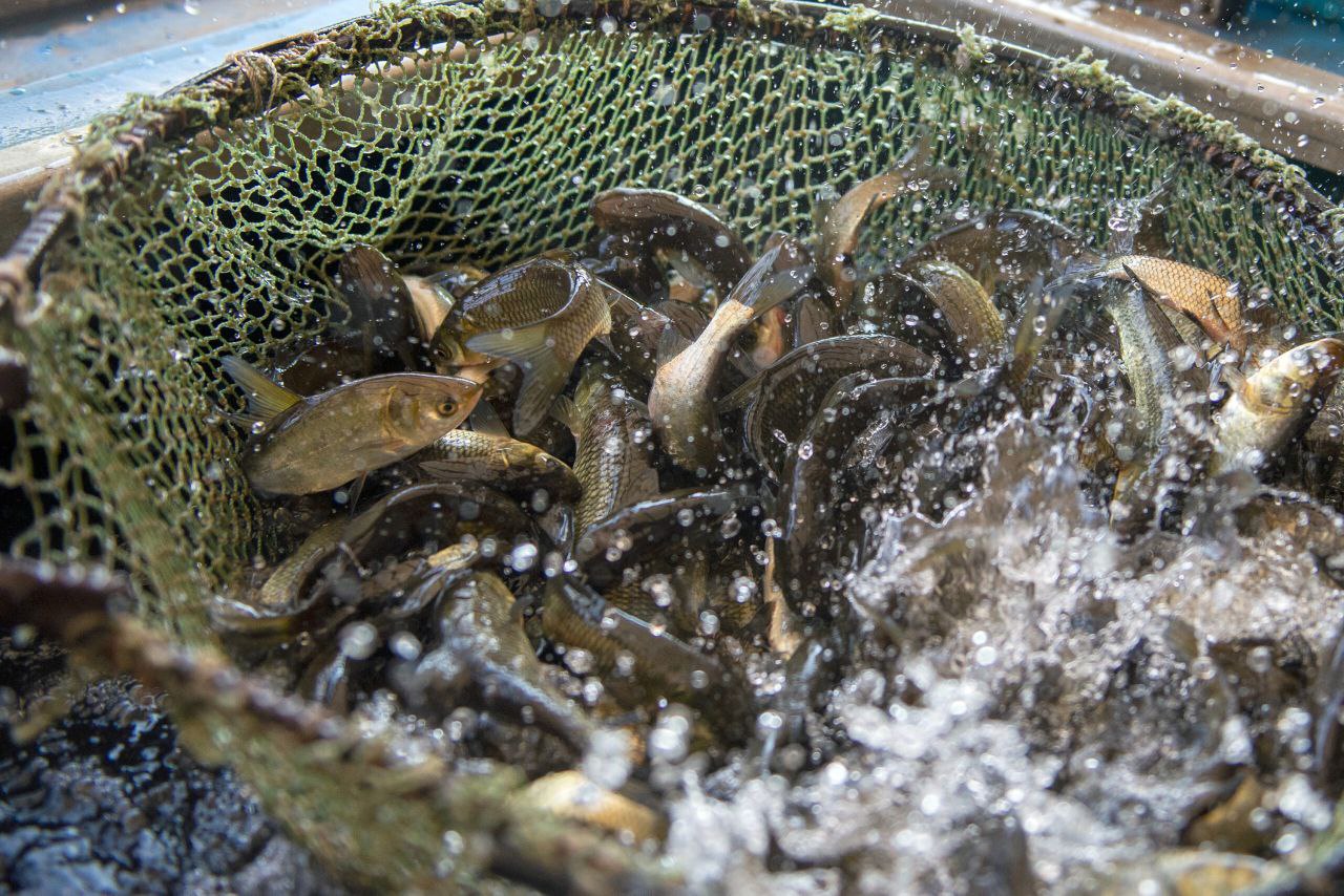 Рыба помогает работе БАЭС: трехмиллионным мальком, выпущенным в Белоярское водохранилище, стал полугодовалый белый амур