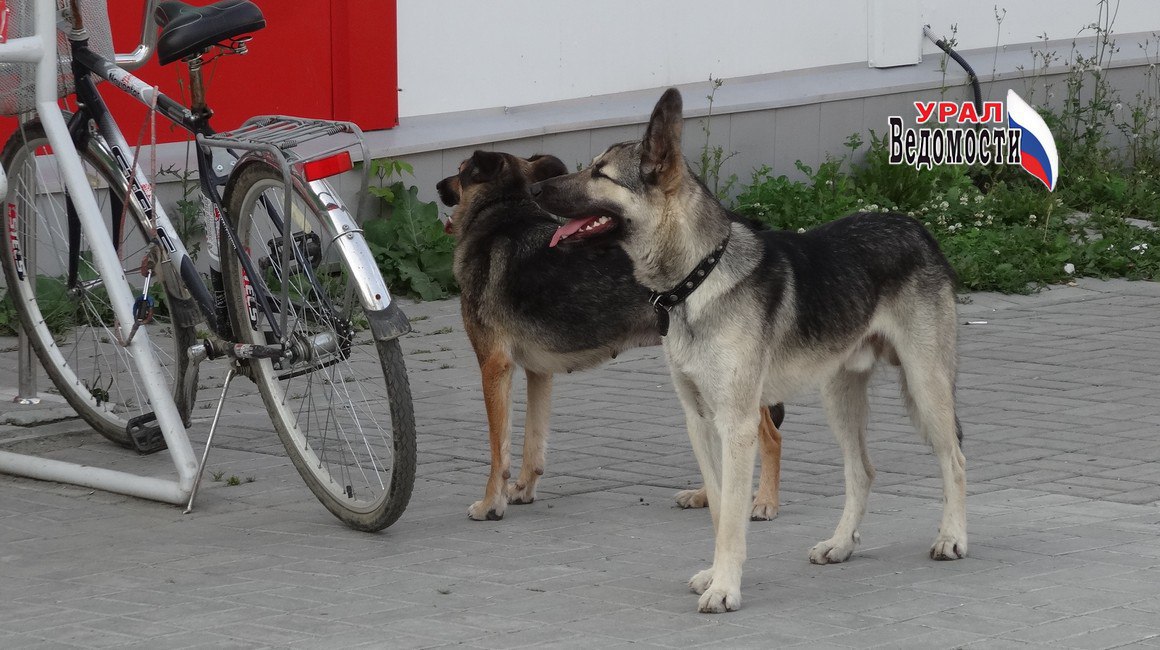 В Госдуме предложили ввести «собачье ОСАГО» для опасных пород