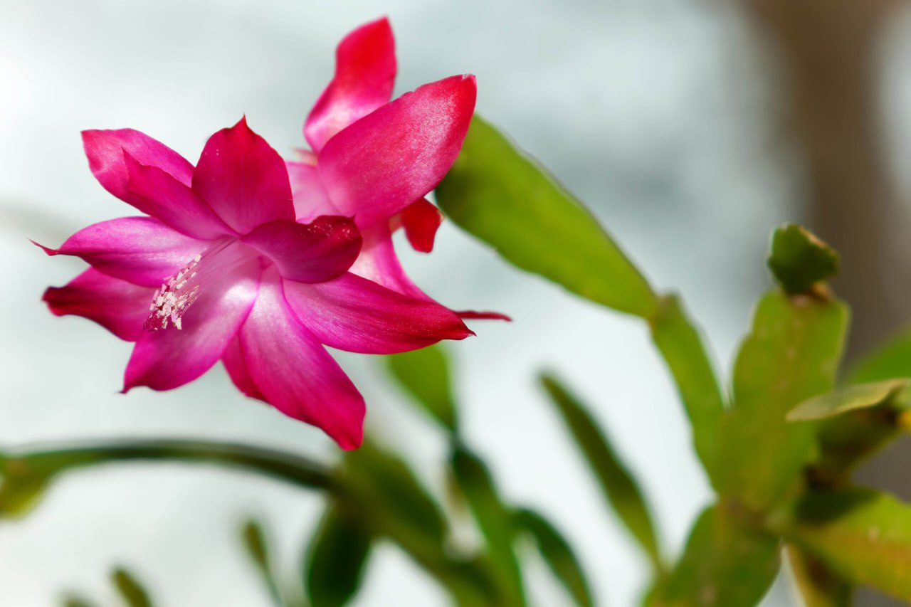 Наступил ноябрь — надо готовить свой сад к зиме Наступил ноябрь — надо готовить свой сад к зиме