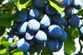Как слива Блюфри завоевывает сердца садоводов и гурманов