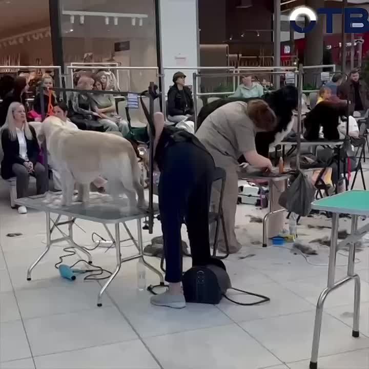 Стрижка питомца — базовый минимум или роскошный максимум?