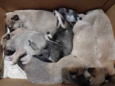 Дрожащее чудо: 11 щенков спасены от гибели в уральском лесу