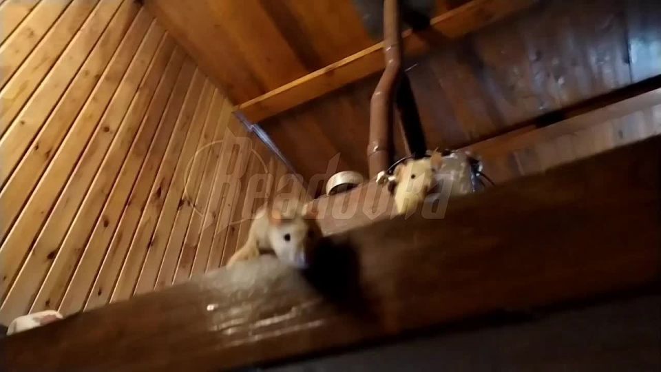 Настоящий «Крысиный Вавилон» нашли волонтеры в Екатеринбурге