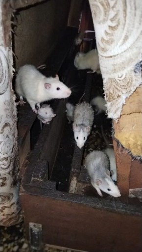 В Екатеринбурге волонтеры нашли в холодном сарае больше 40 крысок