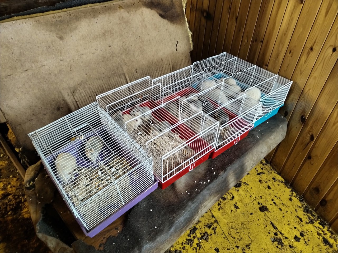 В Екатеринбурге волонтеры нашли в холодном сарае больше 40 крысок В Екатеринбурге волонтеры нашли в холодном сарае больше 40 крысок