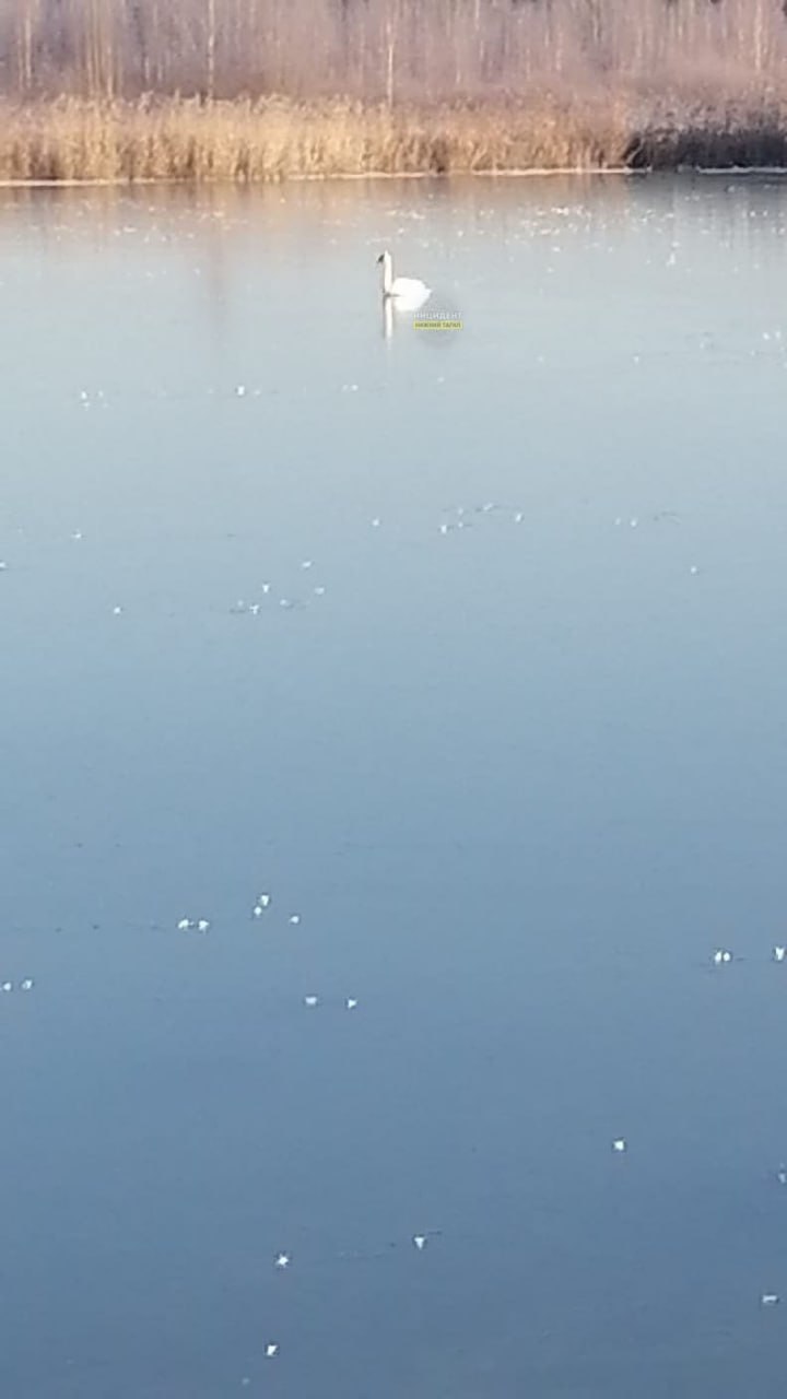 Под Нижним Тагилом обнаружили на пруду белого лебедя
