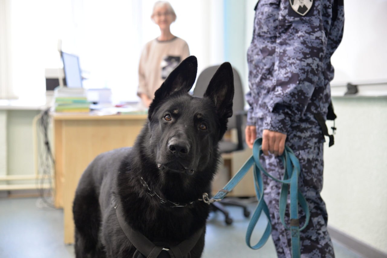 Кинологи Росгвардии рассказали учащимся школы в Екатеринбурге о своей профессии Кинологи Росгвардии рассказали учащимся школы в Екатеринбурге о своей профессии