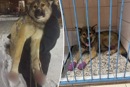 В Бисерти спасают пса Бимку с отрубленными лапами