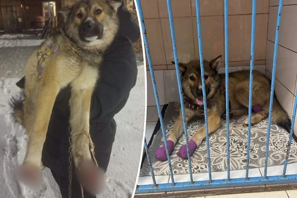 В Бисерти спасают пса Бимку с отрубленными лапами