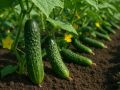 Огурцы под контролем: как сныть может стать вашим лучшим удобрением