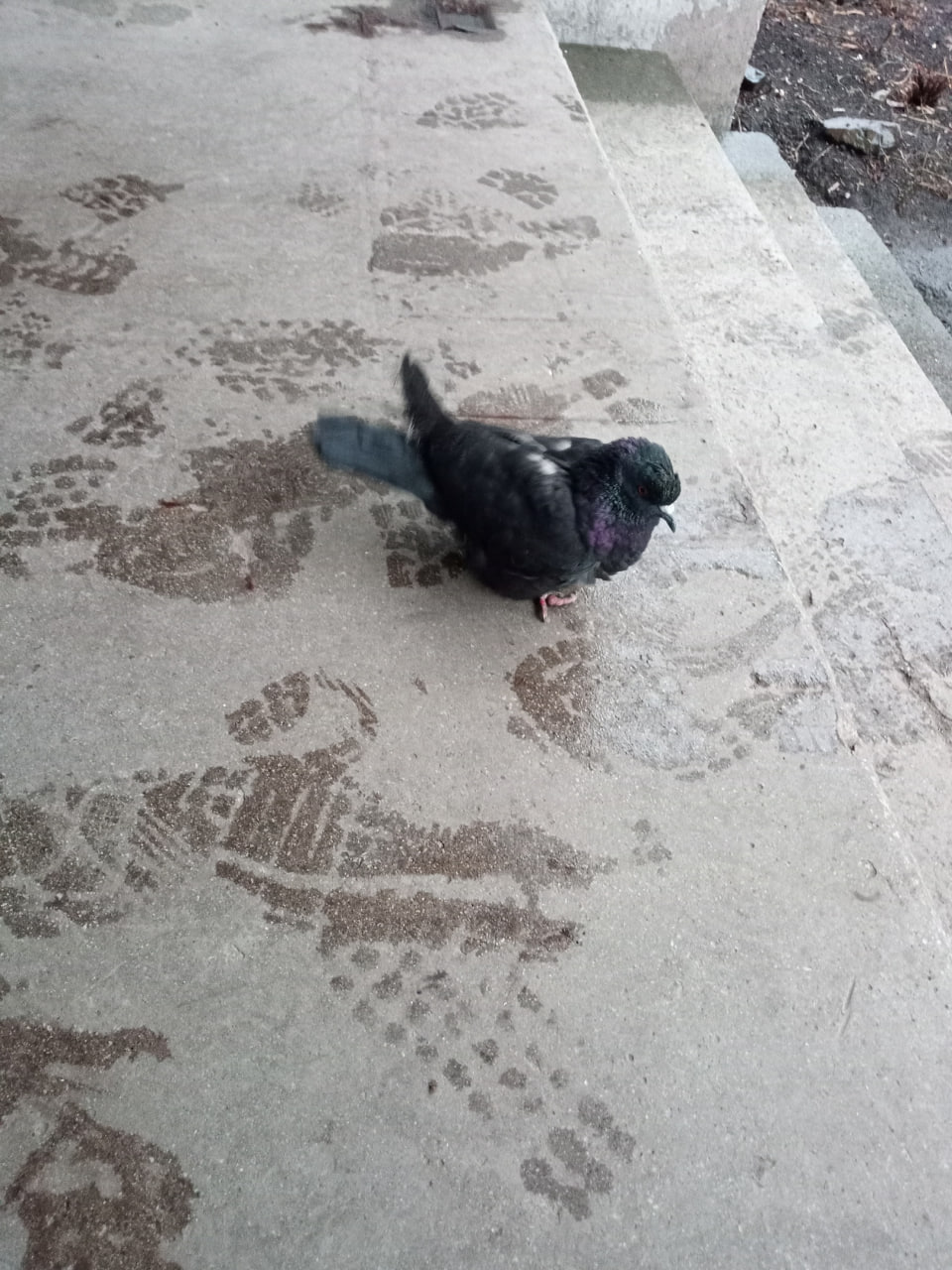 Голубя из вентиляции многоэтажки достали зооспасатели Екатеринбурга Голубя из вентиляции многоэтажки достали зооспасатели Екатеринбурга