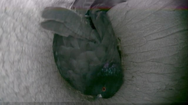 Голубя из вентиляции многоэтажки достали зооспасатели Екатеринбурга Голубя из вентиляции многоэтажки достали зооспасатели Екатеринбурга