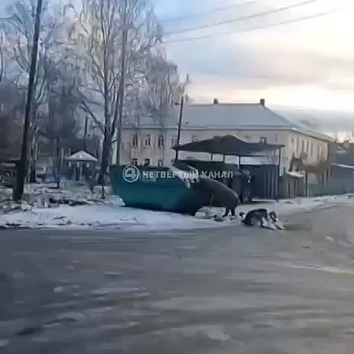Новый способ «утилизации» мусора, кажется, нашли в Ревде — с помощью свинок!