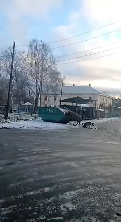 Свинюшки в Ревде теперь помогают в уборке отходов