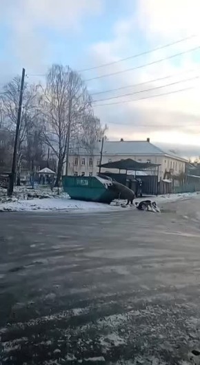 Свинюшки в Ревде теперь помогают в уборке отходов