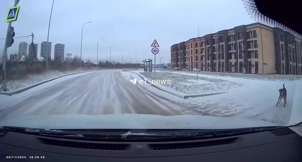 Стаи агрессивных собак не дают покоя жителям Академического