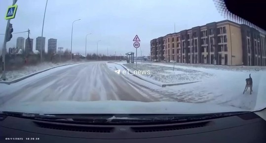 Стаи агрессивных собак не дают покоя жителям Академического