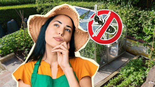 Муравьи забудут дорогу к вашей теплице: вот как прогнать их без вреда для растений