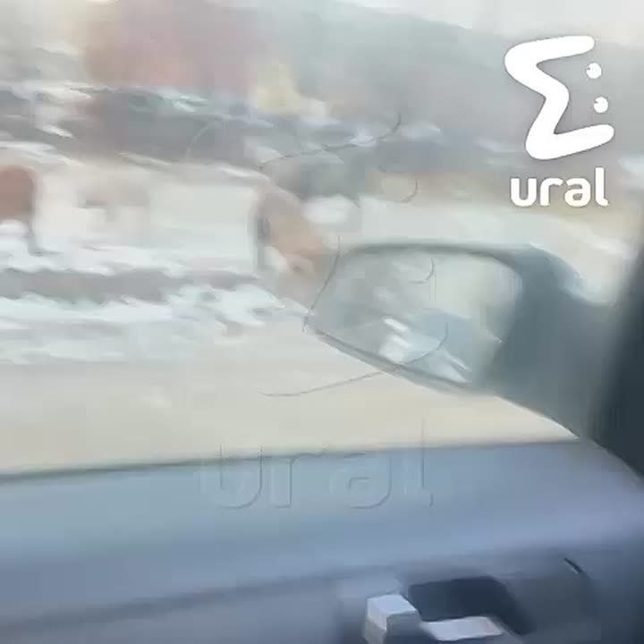 Делегация по уборке мусора из Ревды приехала на инспекцию Сортировки в Екатеринбурге