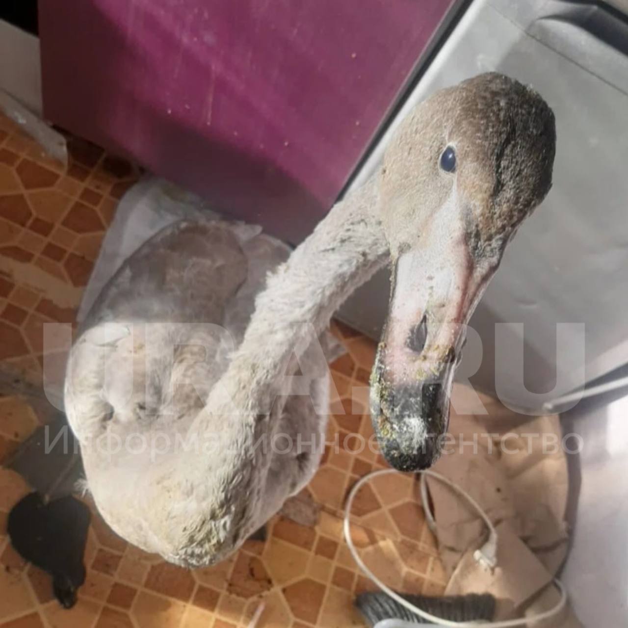 Упал на мечеть, разгромил кухню: непростая история лебедя, отставшего от стаи над Тюменью Упал на мечеть, разгромил кухню: непростая история лебедя, отставшего от стаи над Тюменью