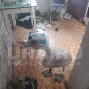 Упал на мечеть, разгромил кухню: непростая история лебедя, отставшего от стаи над Тюменью