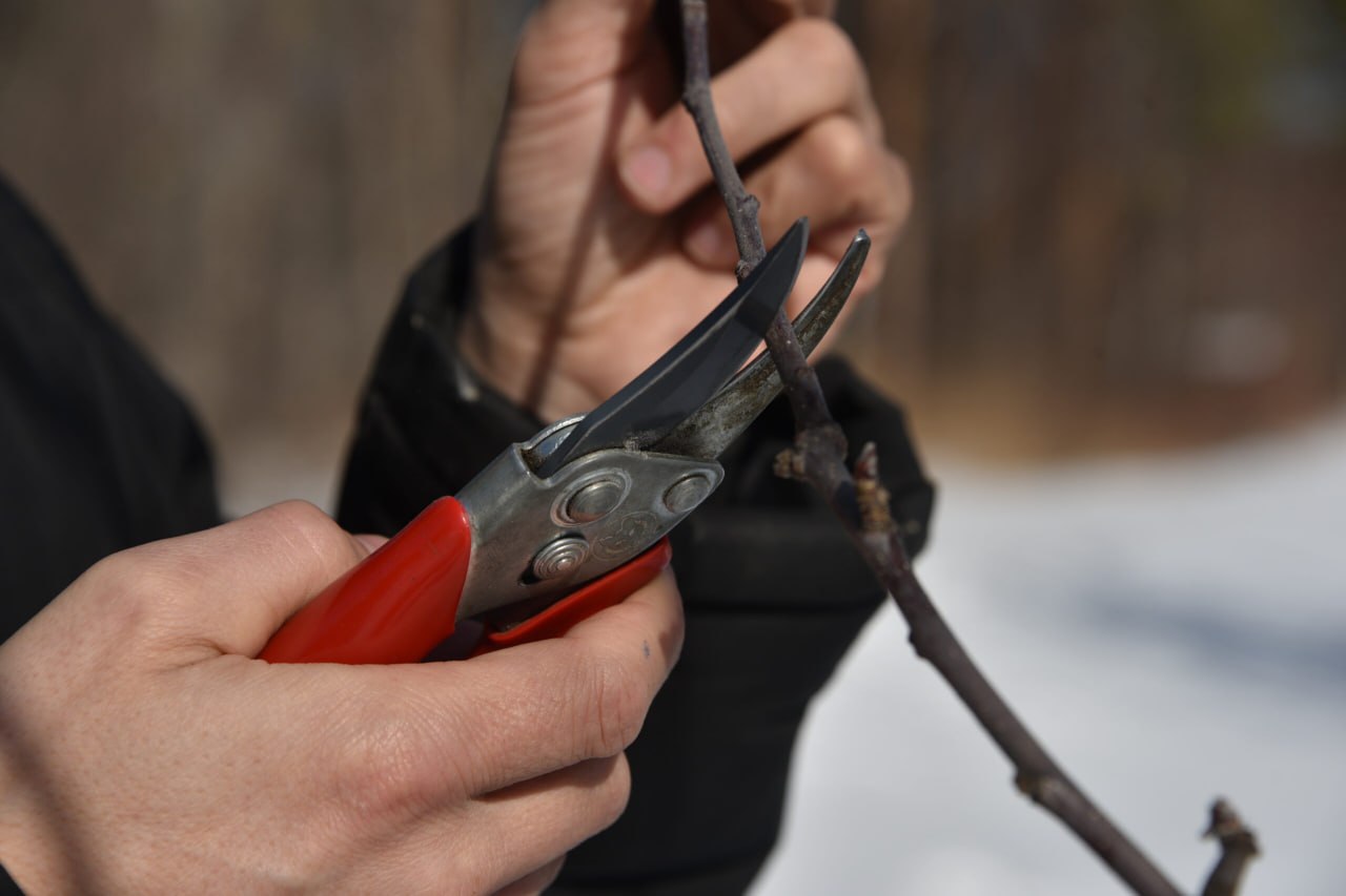Вид опустевшего сада в ноябре навевает известную строчку романса Вид опустевшего сада в ноябре навевает известную строчку романса