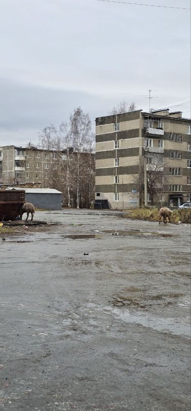 «Денис Владимирович, когда в Ревде уберут свиней?» Это не шутка, а реальный вопрос, которым жители города засыпали губернатора