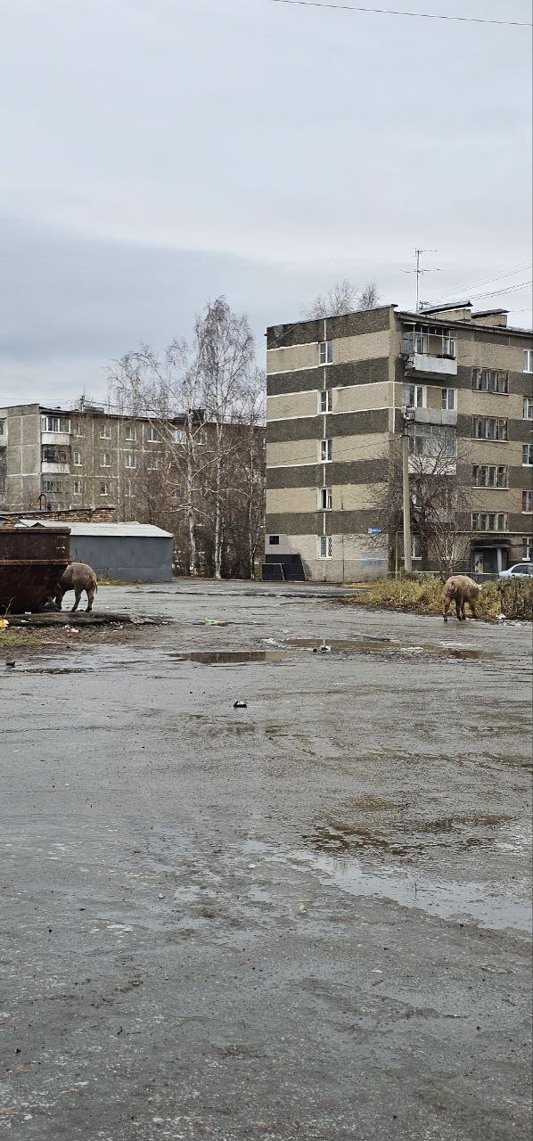 «Денис Владимирович, когда в Ревде уберут свиней?» Это не шутка, а реальный вопрос, которым жители города засыпали губернатора