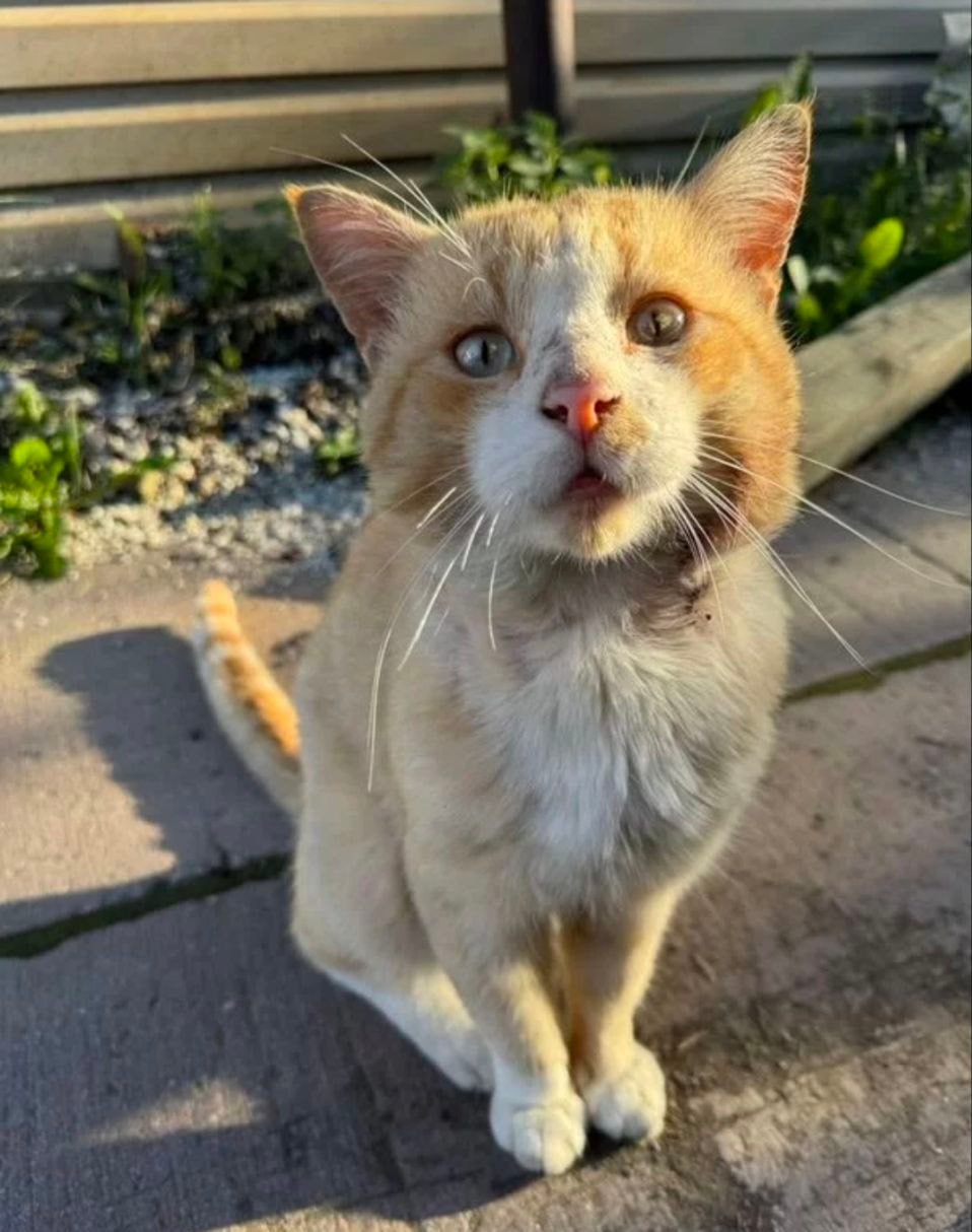 В Екатеринбурге бездомного кота продают за 700 тысяч