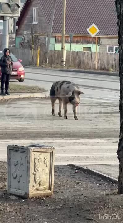 Нет ничего стабильнее, чем гуляющие по Ревде свинки