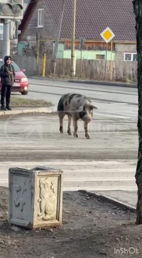 Нет ничего стабильнее, чем гуляющие по Ревде свинки